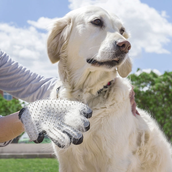 Gant pour brosser et masser les animaux - Livraison offerte